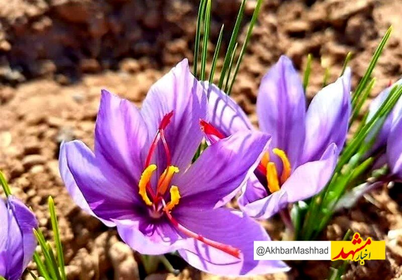 آغاز برداشت طلای سرخ در شهر مرزی تایباد/ بیش از 9هزار هکتار سطح زیرکشت زعفران