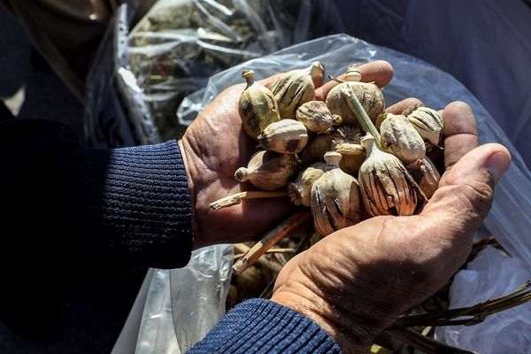 کشف ۱۷۵ کیلو تریاک و شیشه در هنگ مرزی تایباد (۱۳ فروردین ۱۴۰۵)