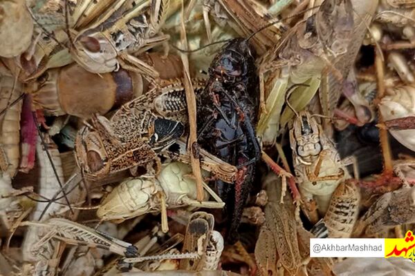 مبارزه با ملخ در بیش از ۳۵۰۰ هکتار از مزارع مشهد