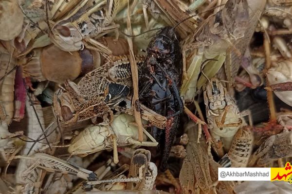 مبارزه با ملخ در بیش از ۳۵۰۰ هکتار از مزارع مشهد
