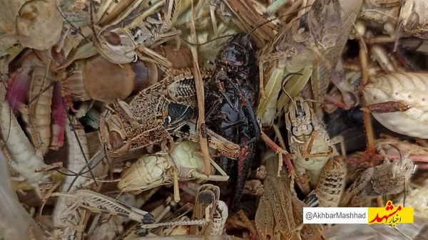 مبارزه با ملخ در بیش از ۳۵۰۰ هکتار از مزارع مشهد