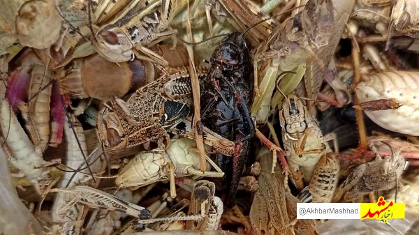 مبارزه با ملخ در بیش از ۳۵۰۰ هکتار از مزارع مشهد