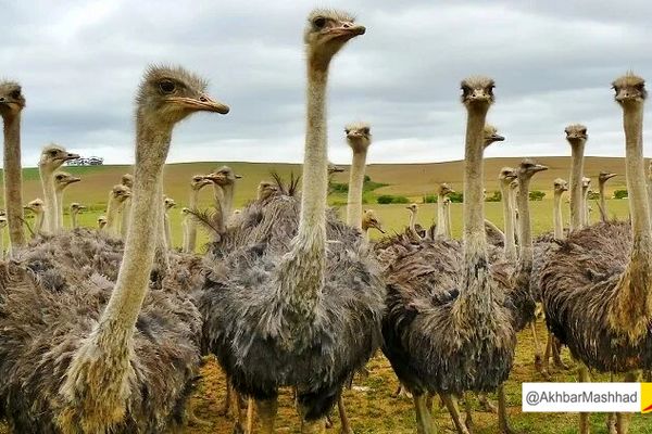 ۲۰ محموله جوجه شترمرغ از گذرگاه دوغارون به افغانستان صادر شد