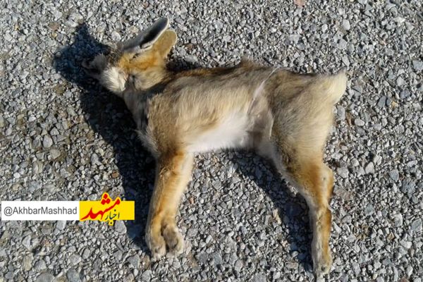 ۲ قلاده روباه در یک استخر کشاورزی تایباد تلف شدند