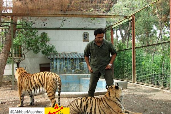 «سونامی تولد ببر»، واقعیتی که در ماجرای انتقال ببرها از مشهد پنهان ماند