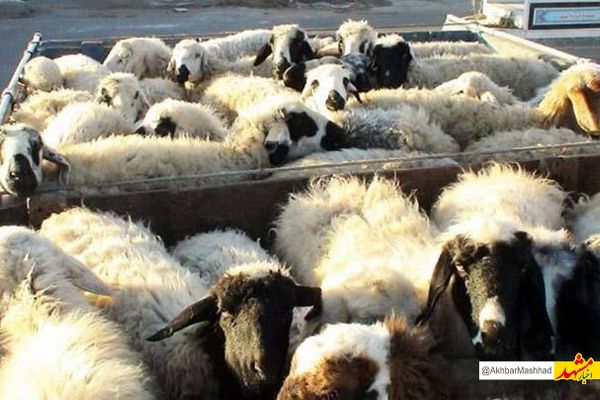مرزبانان خراسان رضوی از خروج ۵۰۰ راس دام از کشور جلوگیری کردند