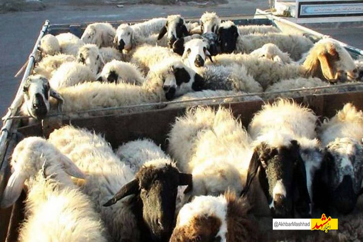 مرزبانان خراسان رضوی از خروج ۵۰۰ راس دام از کشور جلوگیری کردند