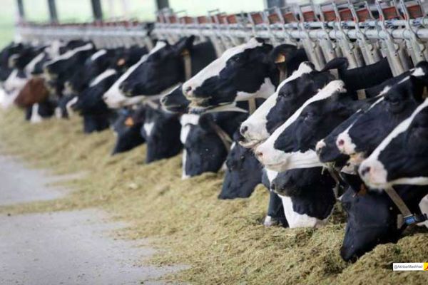 نخستین مورد مشکوک ابتلا به سویه آفریقایی تب برفکی در نیشابور شناسایی شد