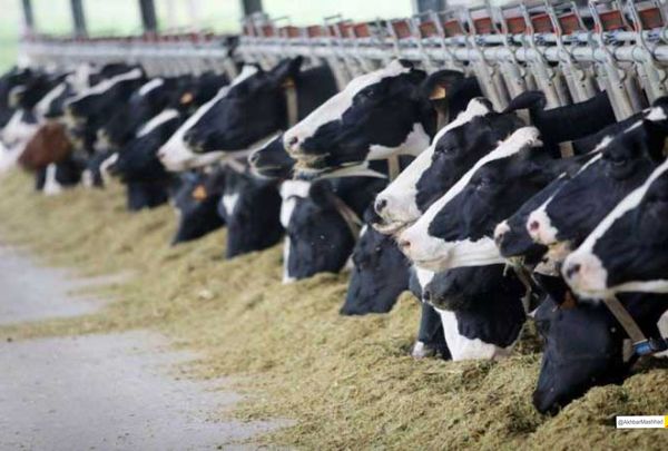 نخستین مورد مشکوک ابتلا به سویه آفریقایی تب برفکی در نیشابور شناسایی شد