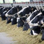 نخستین مورد مشکوک ابتلا به سویه آفریقایی تب برفکی در نیشابور شناسایی شد