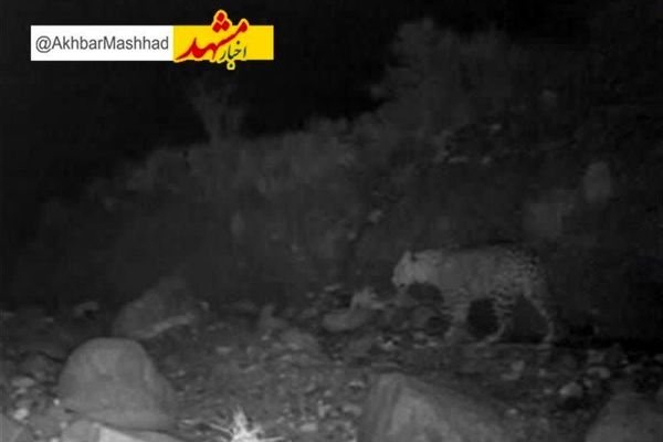 مشاهده خانواده ۴ قلاده پلنگ در شهرستان خواف