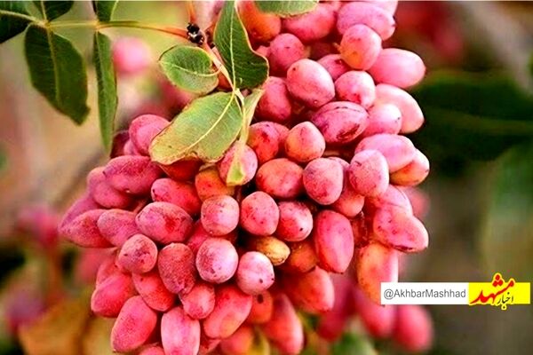 افت ۶۰ درصدی برداشت پسته در بردسکن به دلیل خشکسالی و گرمای زودهنگام