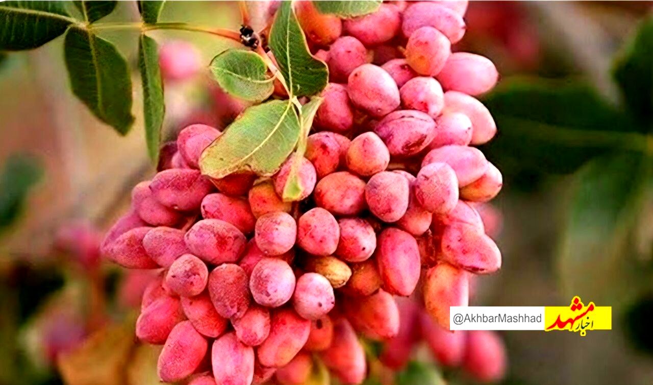 افت ۶۰ درصدی برداشت پسته در بردسکن به دلیل خشکسالی و گرمای زودهنگام