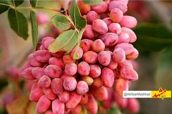 افت ۶۰ درصدی برداشت پسته در بردسکن به دلیل خشکسالی و گرمای زودهنگام