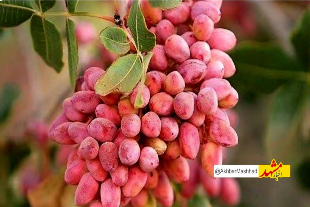 افت ۶۰ درصدی برداشت پسته در بردسکن به دلیل خشکسالی و گرمای زودهنگام