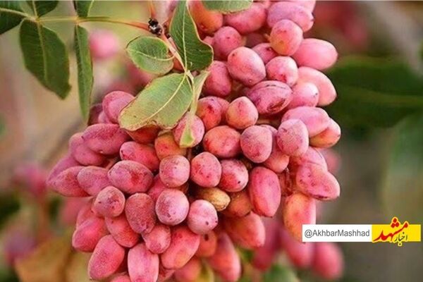افت ۶۰ درصدی برداشت پسته در بردسکن به دلیل خشکسالی و گرمای زودهنگام