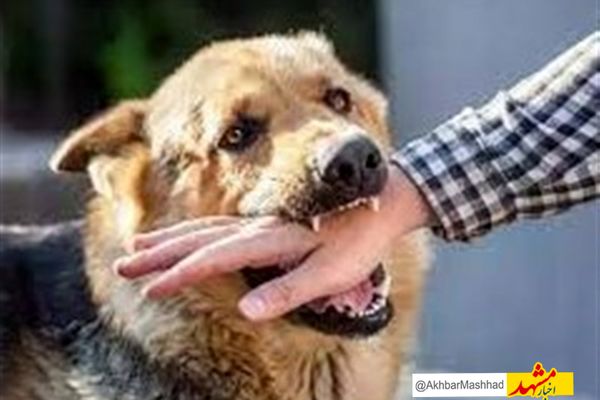  افزایش حیوان‌گزیدگی در خراسان رضوی؛ ۳۵۰۰ مورد از ابتدای سال جاری / ۲ فوتی بر اثر هاری در سال گذشته