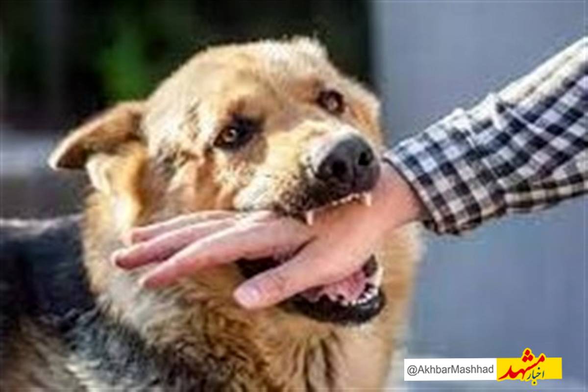 افزایش حیوانگزیدگی در خراسان رضوی؛ ۳۵۰۰ مورد از ابتدای سال جاری / ۲ فوتی بر اثر هاری در سال گذشته