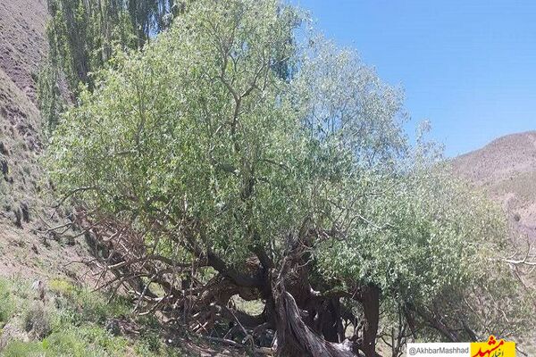 درخت بید کهنسال بکاول شهرستان تربت حیدریه در فهرست میراث طبیعی ملی ثبت شد
