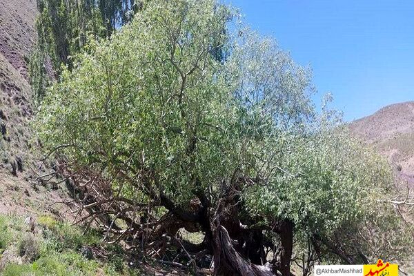 درخت بید کهنسال بکاول شهرستان تربت حیدریه در فهرست میراث طبیعی ملی ثبت شد
