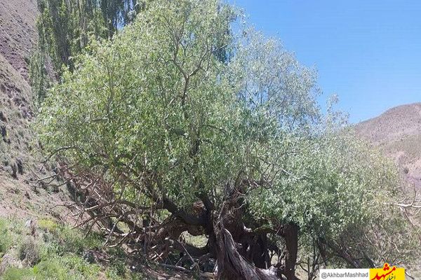 درخت بید کهنسال بکاول شهرستان تربت حیدریه در فهرست میراث طبیعی ملی ثبت شد