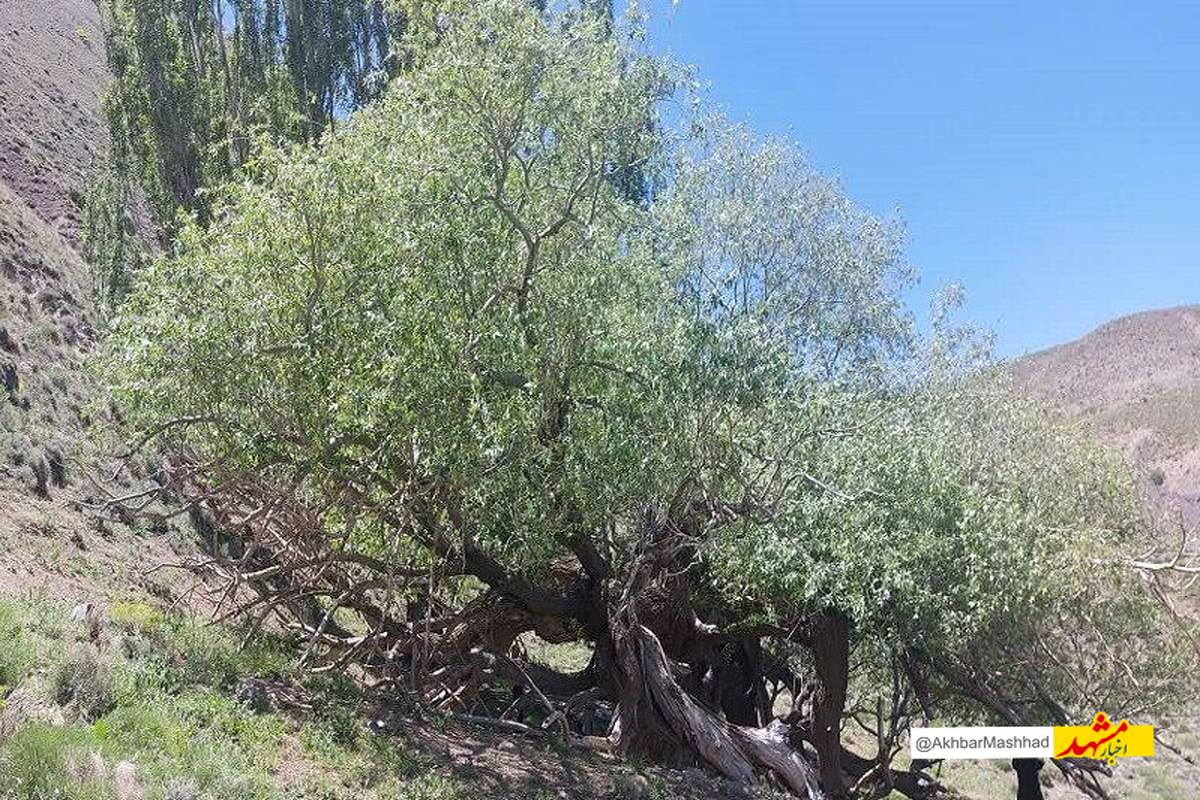 درخت بید کهنسال بکاول شهرستان تربت حیدریه در فهرست میراث طبیعی ملی ثبت شد