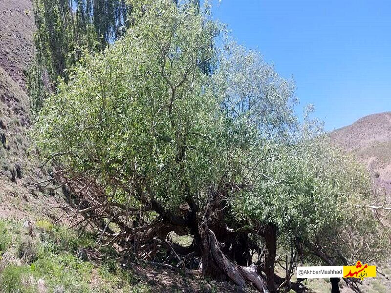 درخت بید کهنسال بکاول شهرستان تربت حیدریه در فهرست میراث طبیعی ملی ثبت شد
