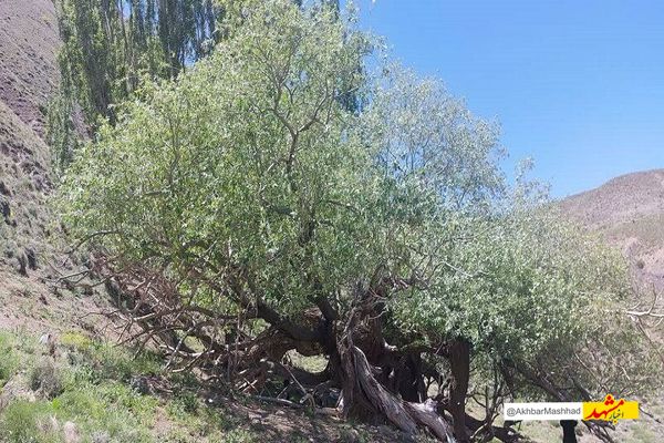 درخت بید کهنسال بکاول شهرستان تربت حیدریه در فهرست میراث طبیعی ملی ثبت شد
