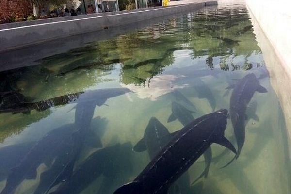 تولید خاویار در ۵۰۰ کیلومتری دریا | قصه کارآفرین سبزواری که در یک شهر دور از دریا پرورش خاویار را شروع کرد