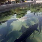 تولید خاویار در ۵۰۰ کیلومتری دریا | قصه کارآفرین سبزواری که در یک شهر دور از دریا پرورش خاویار را شروع کرد