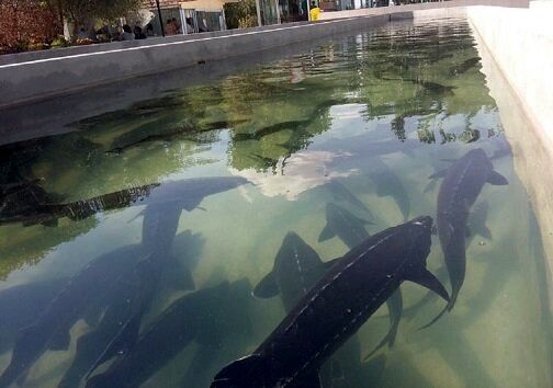 تولید خاویار در ۵۰۰ کیلومتری دریا | قصه کارآفرین سبزواری که در یک شهر دور از دریا پرورش خاویار را شروع کرد