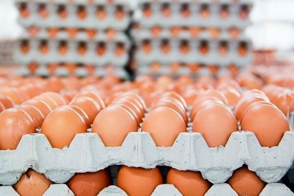 پایداری تامین تخم‌مرغ در خراسان رضوی | تولید روزانه ۱۲۰ تن بیش از نیاز استان