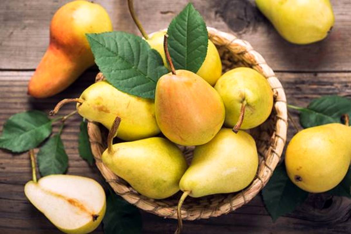 شناخت نهال گلابی اسپادانا