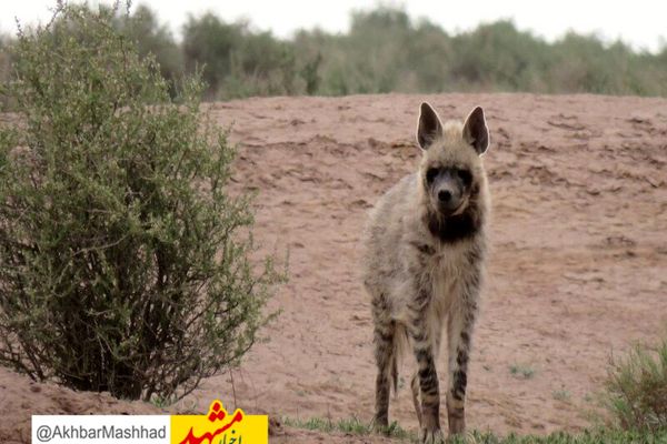 گونه ارزشمند «کفتار» در فیروزه خراسان رضوی مشاهده شد
