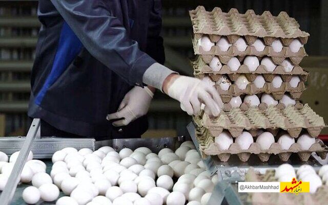 تضمین رونق تولید تخم‌مرغ با حذف ارز ترجیحی، به شرط تأمین فراوانی نهاده