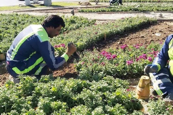 کاشت بیش از ۲۰ هزار بوته گل داوودی در میدان شریعتی 