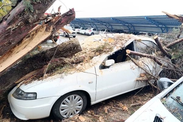 سقوط درخت ۲۰ متری بر روی خودرو در بلوار باهنر مشهد