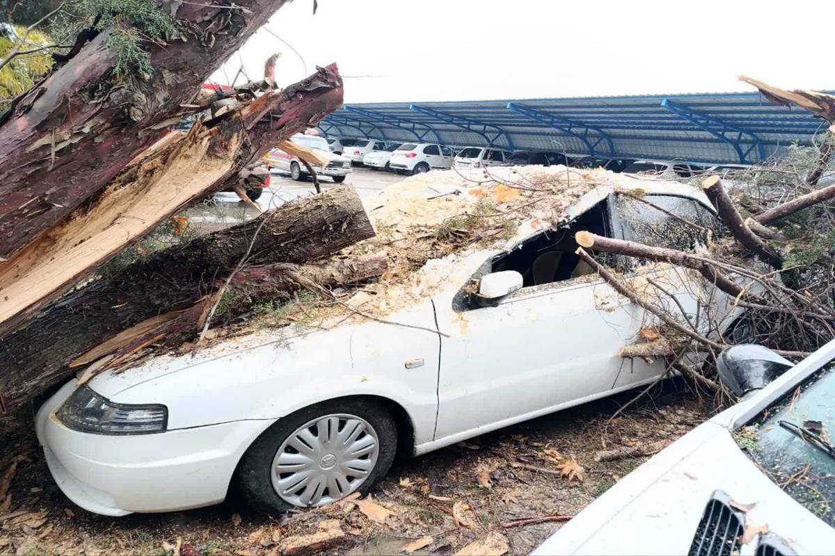 سقوط درخت ۲۰ متری بر روی خودرو در بلوار باهنر مشهد