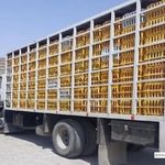 توقیف چهار تن مرغ زنده فاقد مجوز دامپزشکی در سبزوار