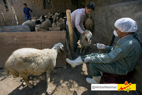 هشدار درباره شیوع بوتولیسم در دام‌های خراسان رضوی؛ دامپزشکی خواستار همکاری علمی برای پیشگیری شد