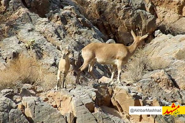 کم‌آبی در ۱۰۰ چشمه دائمی پناهگاه حیات‌ وحش حیدری نیشابور