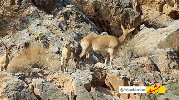 کم‌آبی در ۱۰۰ چشمه دائمی پناهگاه حیات‌ وحش حیدری نیشابور