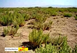 ممیزی ۳۱۵۰ هکتار از اراضی ملی شهرستان خلیل آباد