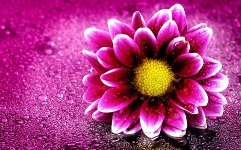 بزرگترین و عجیب ترین گل دنیا