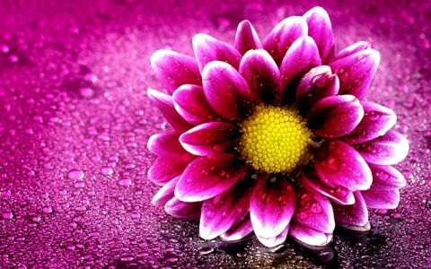 بزرگترین و عجیب ترین گل دنیا