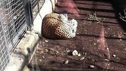 پاسخ مالک باغ وحش وکیل‌آباد به انتقادات