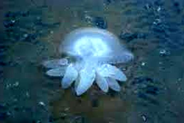 خودکشی دسته جمعی عروس ها در ساحل بندرعباس