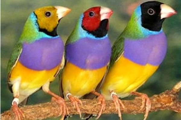 فعالیت ۲۰۰ واحد پرنده فروشی بدون مجوز در مشهد