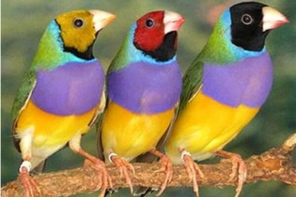 فعالیت ۲۰۰ واحد پرنده فروشی بدون مجوز در مشهد