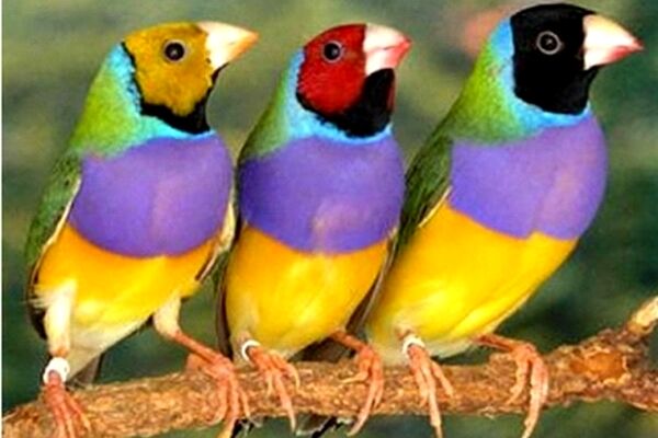 فعالیت ۲۰۰ واحد پرنده فروشی بدون مجوز در مشهد